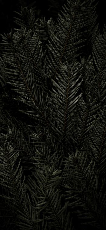 fir, coniferous tree Wallpaper 1080x2340