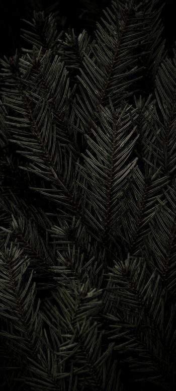 fir, coniferous tree Wallpaper 1080x2400