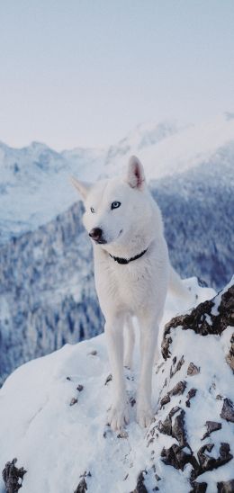 dog, mountains, snow Wallpaper 1440x3040