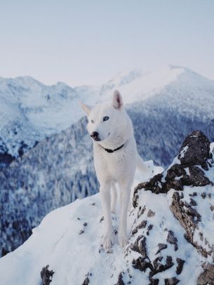 dog, mountains, snow Wallpaper 3796x5056
