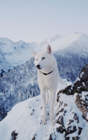 Обои 1752x2800 собака, горы, снег