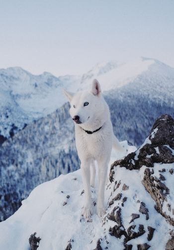 Обои 1668x2388 собака, горы, снег