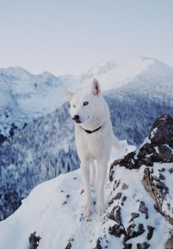 Обои 1640x2360 собака, горы, снег