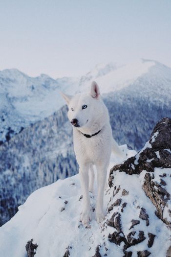 dog, mountains, snow Wallpaper 640x960