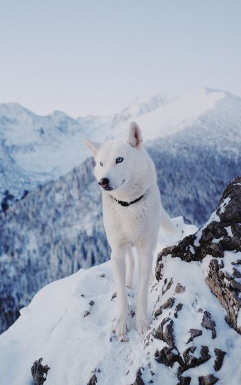 Обои 1752x2800 собака, горы, снег