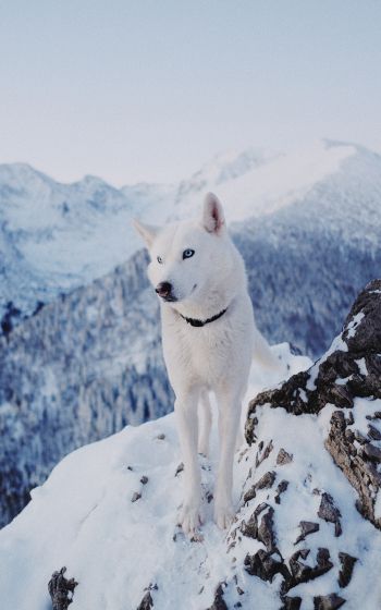 dog, mountains, snow Wallpaper 1200x1920