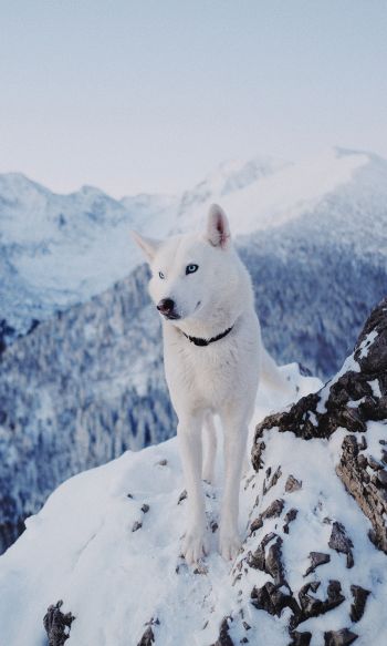 dog, mountains, snow Wallpaper 1200x2000