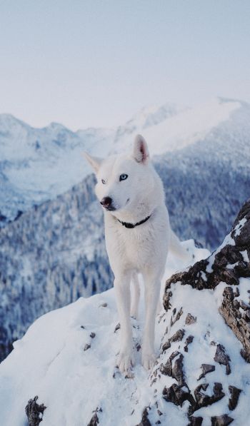 Обои 600x1024 собака, горы, снег