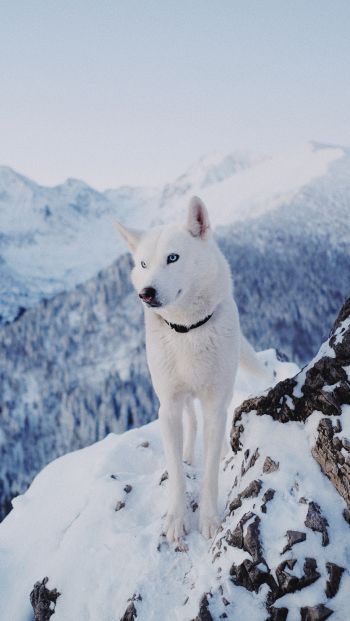 dog, mountains, snow Wallpaper 640x1136