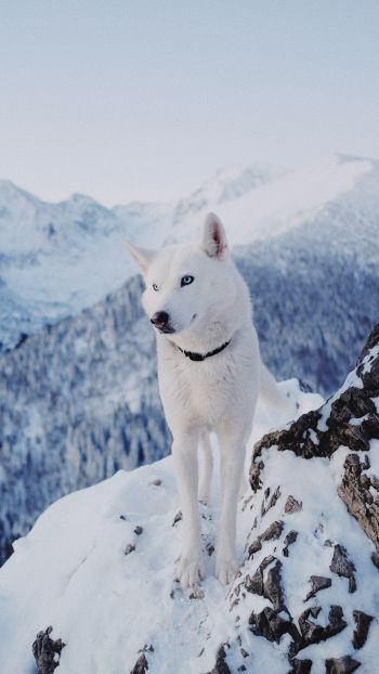 Обои 2160x3840 собака, горы, снег