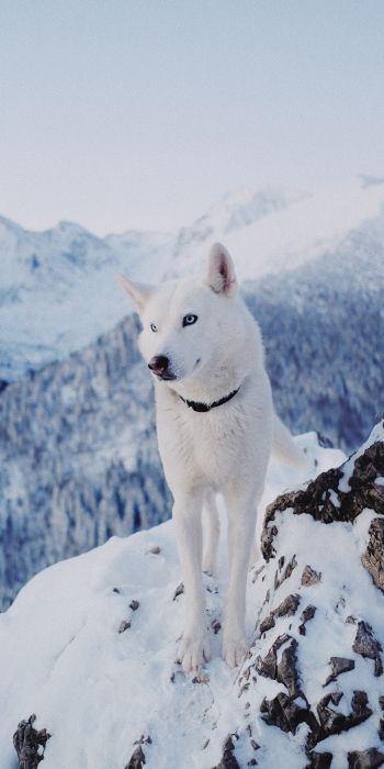 Обои 720x1440 собака, горы, снег