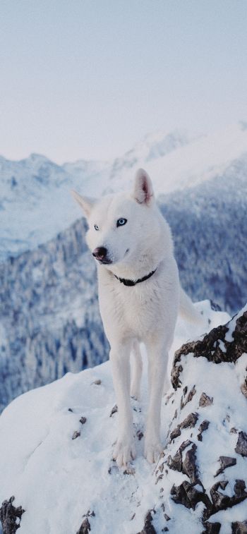 Обои 1242x2688 собака, горы, снег