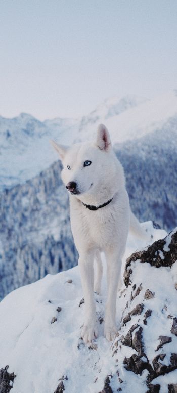 dog, mountains, snow Wallpaper 1440x3200