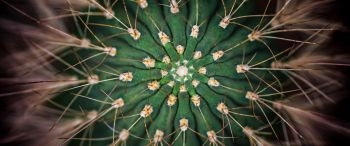 cactus, needles, green Wallpaper 3440x1440