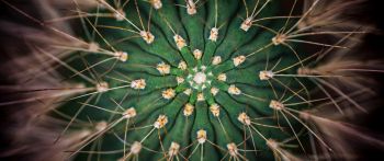 cactus, needles, green Wallpaper 2560x1080