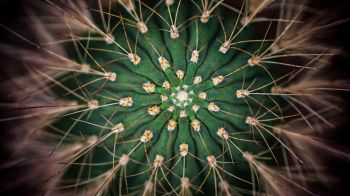 cactus, needles, green Wallpaper 2048x1152