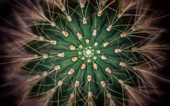 cactus, needles, green Wallpaper 2560x1600