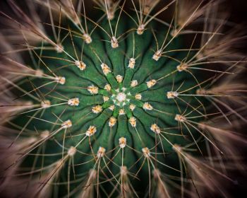 cactus, needles, green Wallpaper 1280x1024