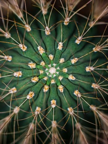 cactus, needles, green Wallpaper 2048x2732