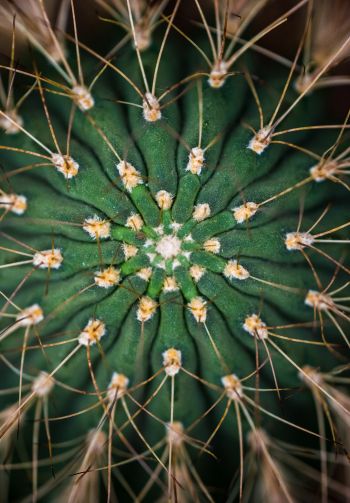 cactus, needles, green Wallpaper 1640x2360