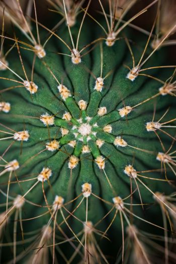cactus, needles, green Wallpaper 640x960