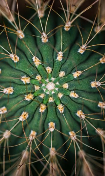 cactus, needles, green Wallpaper 1200x2000