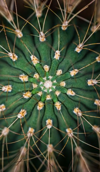 cactus, needles, green Wallpaper 600x1024