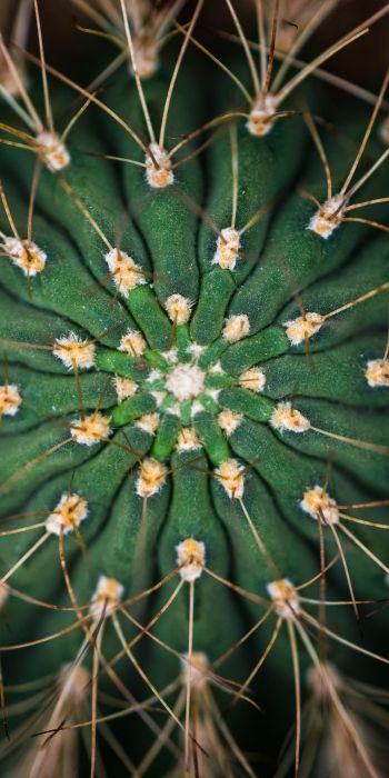 cactus, needles, green Wallpaper 720x1440