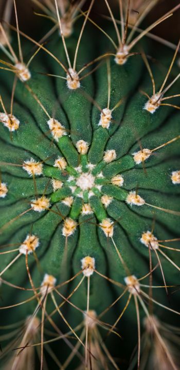 cactus, needles, green Wallpaper 1080x2220