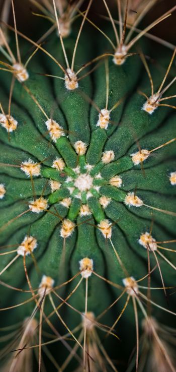 cactus, needles, green Wallpaper 720x1520