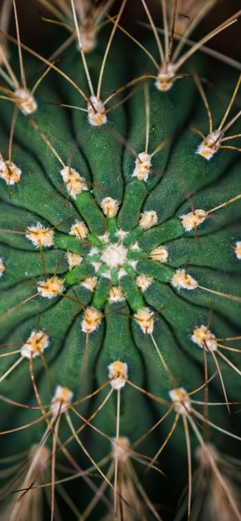 cactus, needles, green Wallpaper 1242x2688