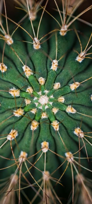 cactus, needles, green Wallpaper 1440x3200
