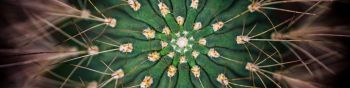 cactus, needles, green Wallpaper 1590x400