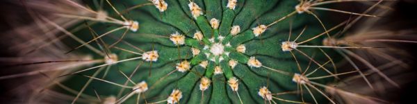 cactus, needles, green Wallpaper 1590x400