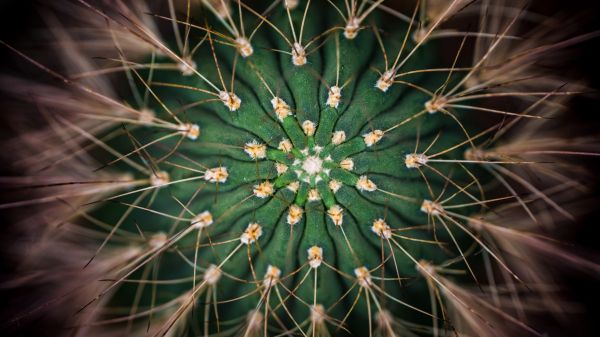 cactus, needles, green Wallpaper 1366x768