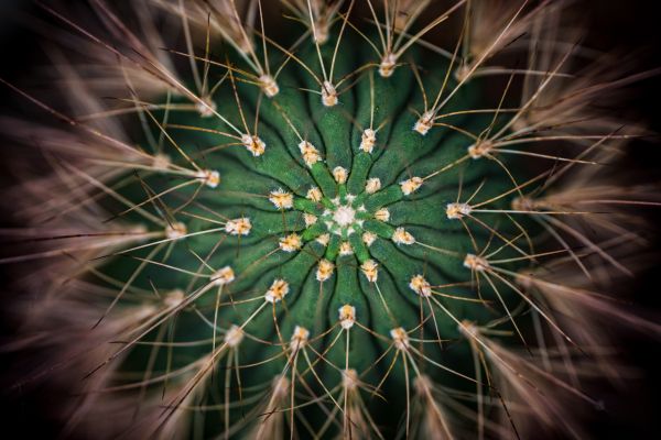 cactus, needles, green Wallpaper 6720x4480