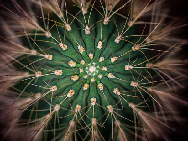 cactus, needles, green Wallpaper 800x600