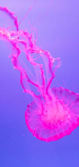 jellyfish, pink Wallpaper 1440x3040