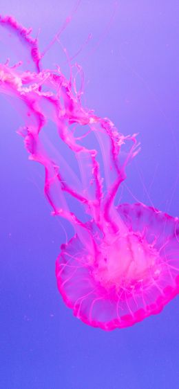 jellyfish, pink Wallpaper 1125x2436