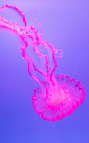 jellyfish, pink Wallpaper 800x1280