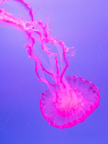 jellyfish, pink Wallpaper 1668x2224