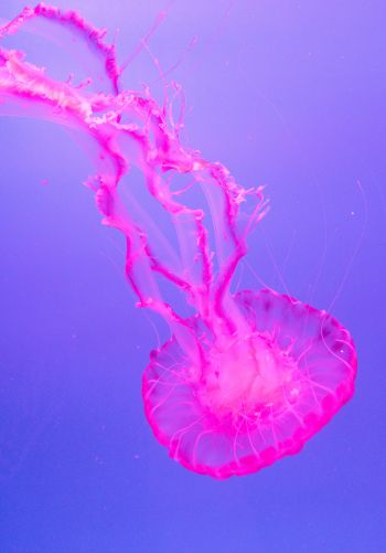 jellyfish, pink Wallpaper 1668x2388