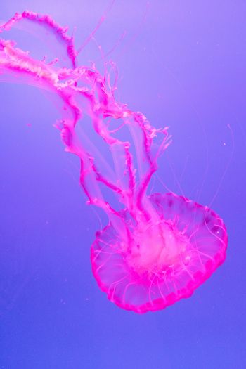 Обои 640x960 медуза, розовый