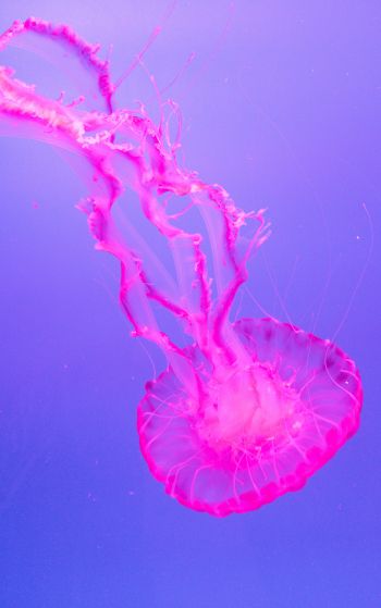 jellyfish, pink Wallpaper 1752x2800