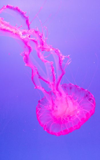 Обои 1200x1920 медуза, розовый