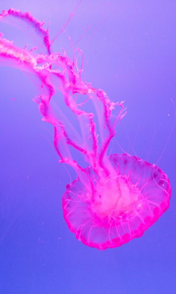 jellyfish, pink Wallpaper 1200x2000