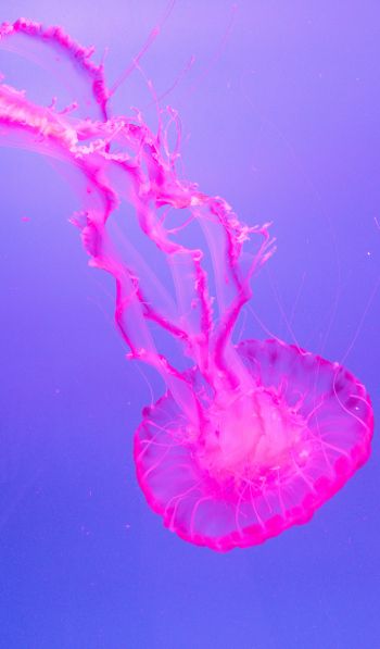 Обои 600x1024 медуза, розовый