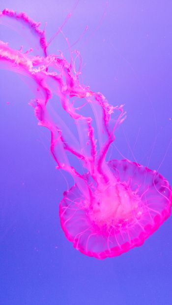 Обои 1080x1920 медуза, розовый