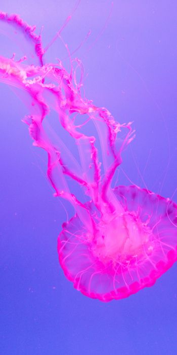 jellyfish, pink Wallpaper 720x1440