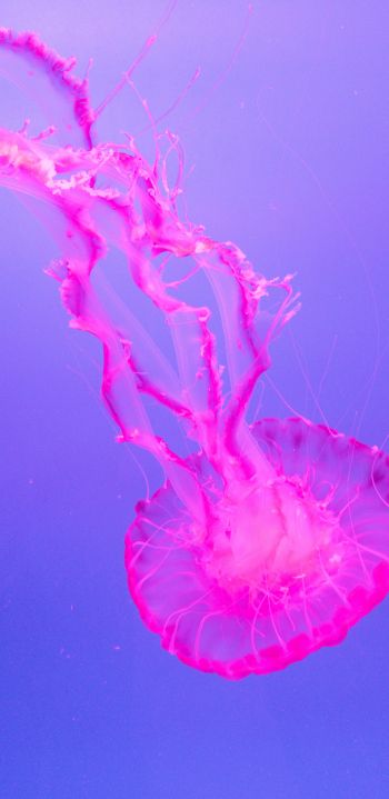 jellyfish, pink Wallpaper 1440x2960